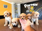 Showw Kali̇te Malti̇poo Yavru Tesli̇mler Başlidi Ankara Mağaza