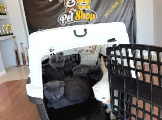 En Güzel Scottish Fold Yavrular British Yavrular Ankara görsel