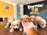 Showw Kali̇te Malti̇poo Yavru Tesli̇mler Başlidi Ankara Mağaza