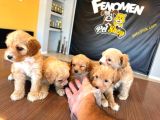 Showw Kali̇te Malti̇poo Yavru Tesli̇mler Başlidi Ankara Mağaza