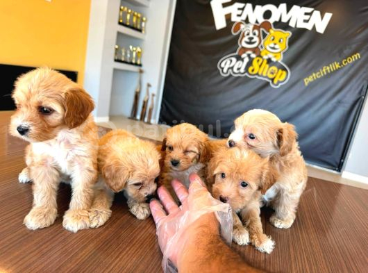 Showw Kali̇te Malti̇poo Yavru Tesli̇mler Başlidi Ankara Mağaza görsel