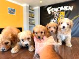 Showw Kali̇te Malti̇poo Yavru Tesli̇mler Başlidi Ankara Mağaza