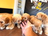 Showw Kali̇te Malti̇poo Yavru Tesli̇mler Başlidi Ankara Mağaza