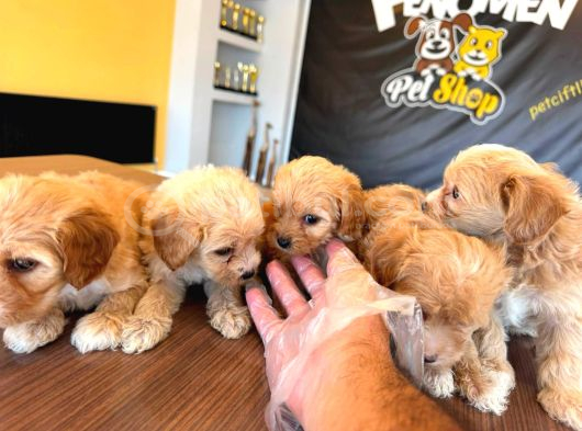 Showw Kali̇te Malti̇poo Yavru Tesli̇mler Başlidi Ankara Mağaza görsel