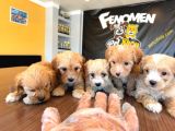 Showw Kali̇te Malti̇poo Yavru Tesli̇mler Başlidi Ankara Mağaza