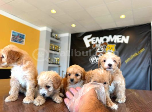 Showw Kali̇te Malti̇poo Yavru Tesli̇mler Başlidi Ankara Mağaza görsel