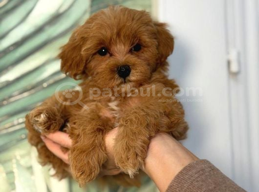 Kipkirmizi Red Toy Poodle Sevi̇mli̇ Yavrular görsel