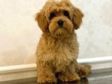 KIPKIRMIZI RED TOY POODLE SEVİMLİ YAVRULAR