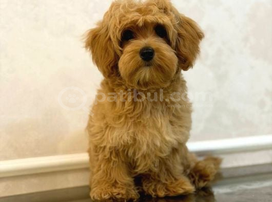 Kipkirmizi Red Toy Poodle Sevi̇mli̇ Yavrular