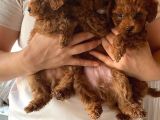 Sağlık Testi Altında Teslim Gerçek Poodle Bebekler