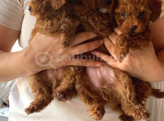 Sağlık Testi Altında Teslim Gerçek Poodle Bebekler görsel