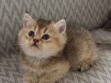 A Kalite Erkek British Shorthair