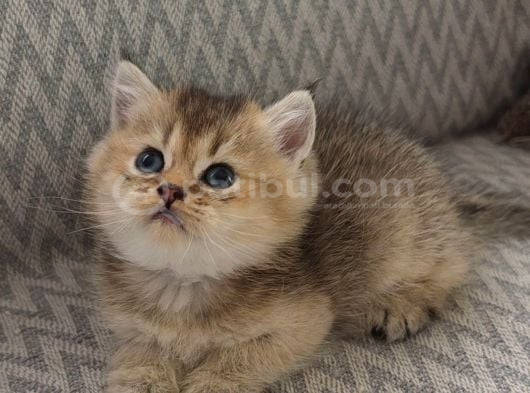 A Kalite Erkek British Shorthair görsel