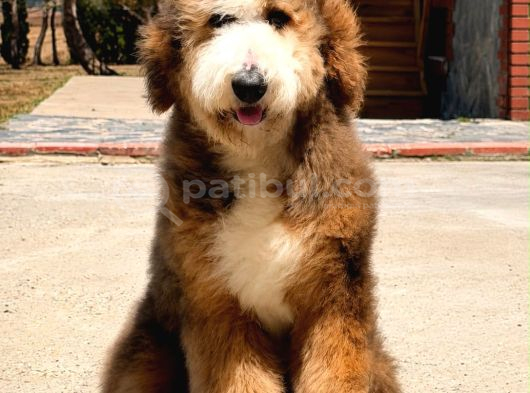 Bernedoodle Yavruları Türkiyede Tek