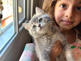 Muhteşem Ay11 Blue Golden Shorthair