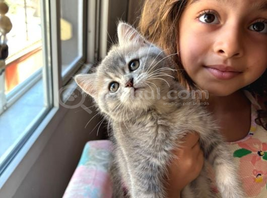 Muhteşem Ay11 Blue Golden Shorthair görsel