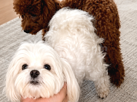 Sincap Gibi Mmükemmel Kalite Gerçek Maltipoo Yavrular görsel