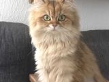 Yeni ailesini arıyoruz Ankara British kedi
