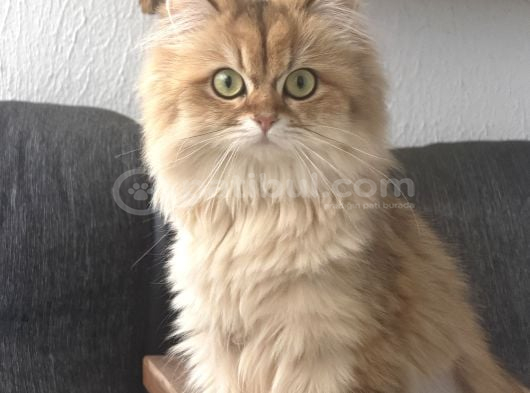 Yeni ailesini arıyoruz Ankara British kedi