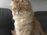 Yeni Ailesini Arıyoruz Ankara British Kedi