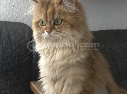 Yeni Ailesini Arıyoruz Ankara British Kedi görsel
