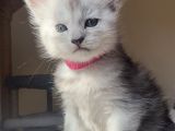 Show Kalite Maine Coon Yavruları