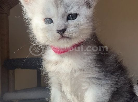 Show Kalite Maine Coon Yavruları görsel