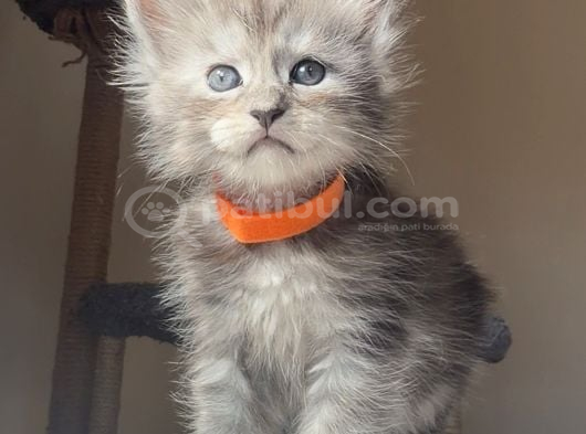 Show Kalite Maine Coon Yavruları görsel