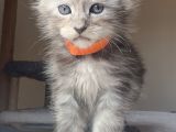 Show Kalite Maine Coon Yavruları