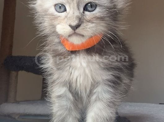 Show Kalite Maine Coon Yavruları görsel