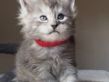Show Kalite Maine Coon Yavruları