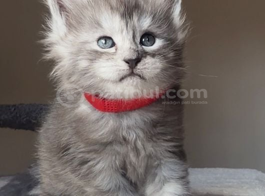 Show kalite maine coon yavruları