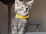 Show Kalite Maine Coon Yavruları