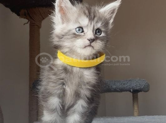 Show Kalite Maine Coon Yavruları görsel