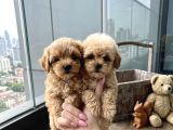 Sincap Gibi mmükemmel Kalite Gerçek Maltipoo Yavrular