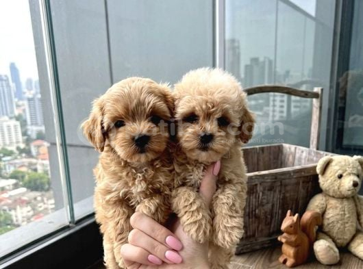 Sincap Gibi Mmükemmel Kalite Gerçek Maltipoo Yavrular