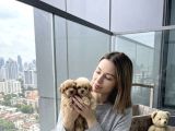 Sincap Gibi Mmükemmel Kalite Gerçek Maltipoo Yavrular