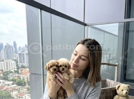 Sincap Gibi Mmükemmel Kalite Gerçek Maltipoo Yavrular görsel