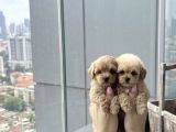 Sincap Gibi Mmükemmel Kalite Gerçek Maltipoo Yavrular