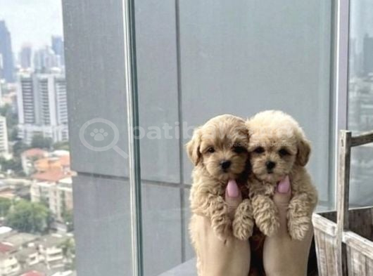 Sincap Gibi Mmükemmel Kalite Gerçek Maltipoo Yavrular görsel