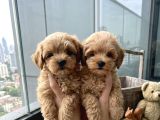 Sincap Gibi Mmükemmel Kalite Gerçek Maltipoo Yavrular