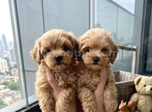Sincap Gibi Mmükemmel Kalite Gerçek Maltipoo Yavrular görsel