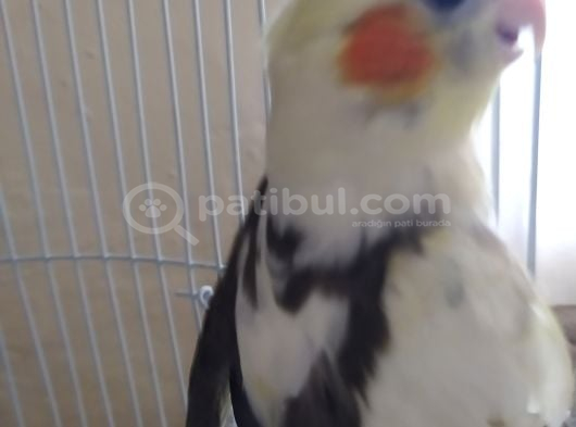 45 Günlük Sultan Papağani görsel