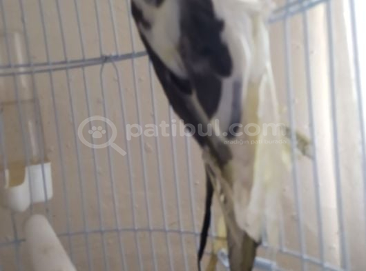 45 Günlük Sultan Papağani görsel