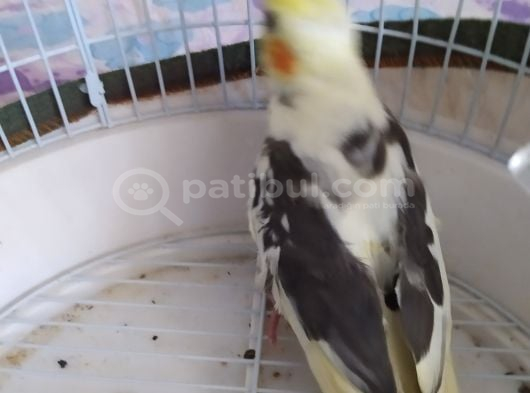 45 Günlük Sultan Papağani görsel