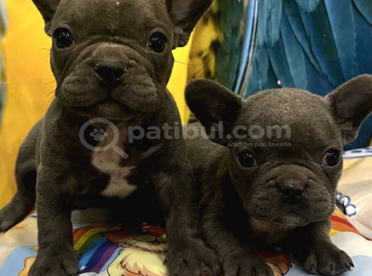 İster Blue İster Black French Bulldog Yavrular görsel