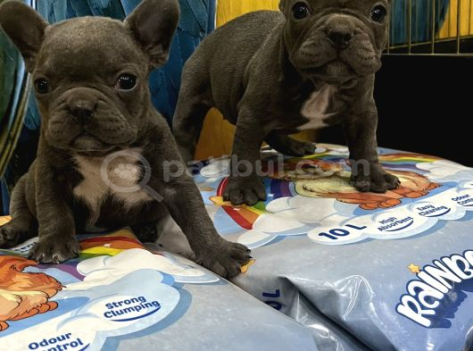 İster Blue İster Black French Bulldog Yavrular görsel