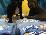 İster Blue İster Black French Bulldog Yavrular
