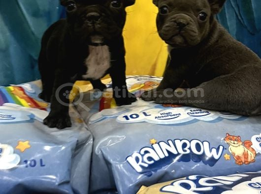 İster Blue İster Black French Bulldog Yavrular görsel