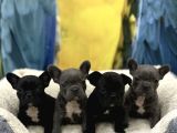İster Blue İster Black French Bulldog Yavrular